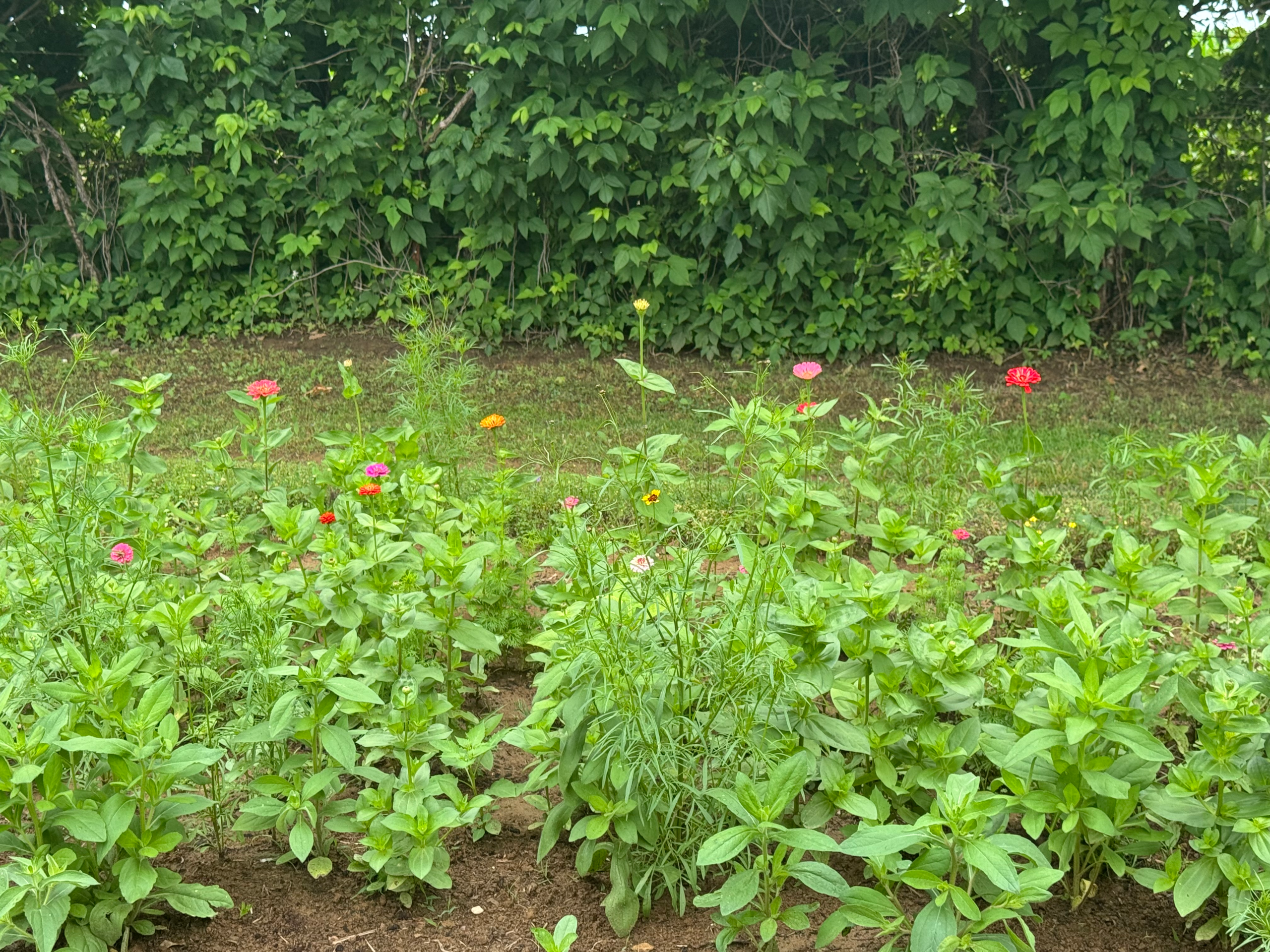 Close-up of a magenta Zinnia in the wildflower bed